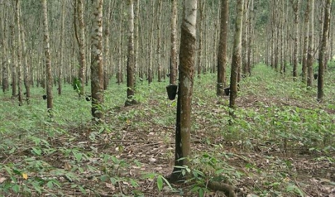 hevea-plantation-au-cameroun