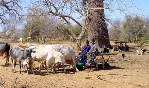 pastoralisme-et-zones-seches-afrique-ouest